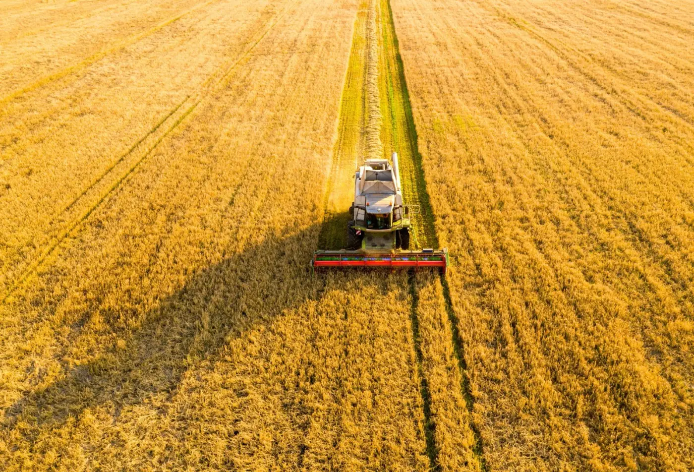 Tractor working a wheat field